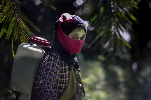 Güneydoğu Asya’da Palmiye Yağı Tarlalarında Çalışan Kadın İşçiler, Kapitalizmin Sömürü Mağduru Olmaya Devam Ediyor